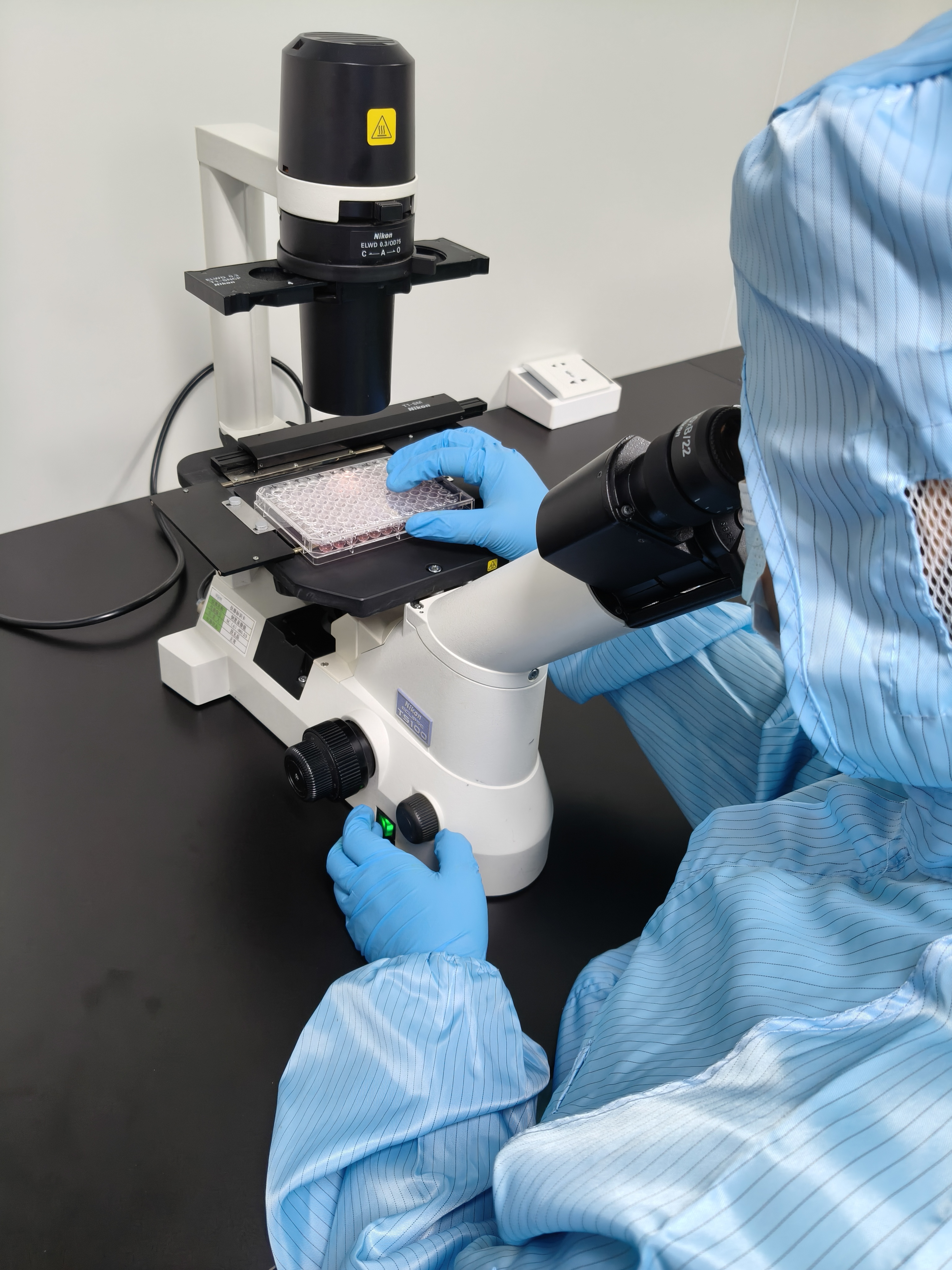 Laboratory technician examining a culture plate under a microscope during quality inspection